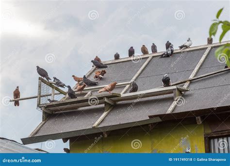 Homing Pigeons Sitting On The Roof Of A Bird House Stock Photo Image