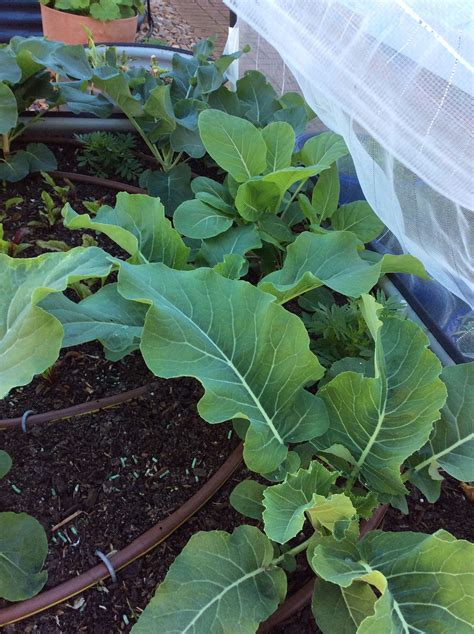 Growing Your Own Vegetable Seedlings Bunnings Workshop Community