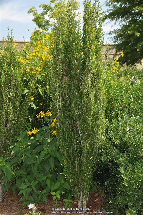 Photo Of The Entire Plant Of Columnar Yaupon Holly Ilex Vomitoria