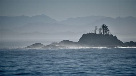 Sea Wolves Of Coastal BC Spirit Of The West Adventures