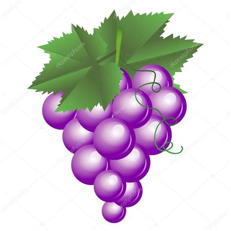 Ilustración de vector de uvas moradas Vector de stock yuliaglam