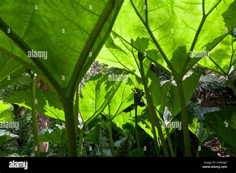 Debajo De Un Dosel De Hojas Gunnera En Una Zona Conocida Como La Selva