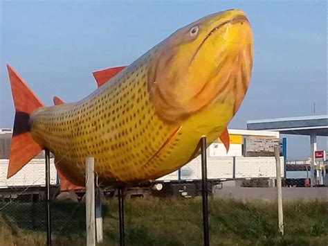 Pez Dorado Gigante Diseños De Pez Dorado Globo De Moda Y únicos En