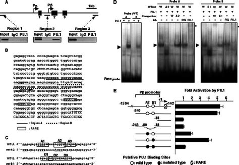 Pu 1 Regulates The Expression Of The C Ebp ε Gene A A Chip Assay