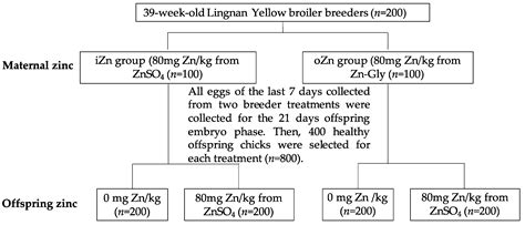 Antioxidants Free Full Text Impact Of Maternal And Offspring Dietary Zn Supplementation On