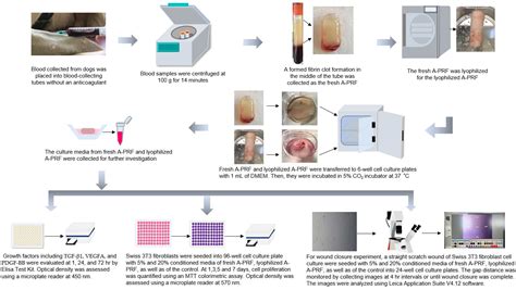 Veterinary Sciences Free Full Text In Vitro Assessment Of