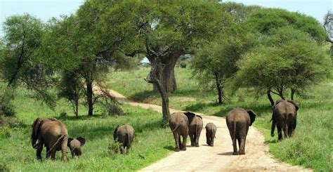 BESTE Aktivitäten für Pärchen Tarangire National Park 2024 KOSTENLOS