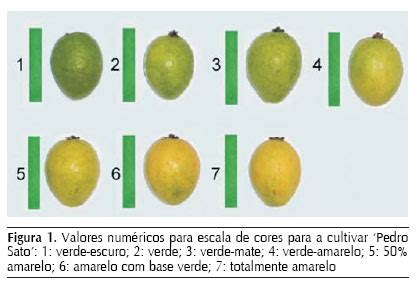 Scielo Brasil Caracter Sticas F Sicas De Goiabas Psidium Guajava L