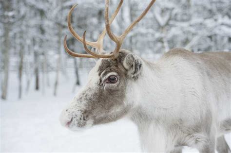 Rovaniemi Husky Park And Reindeer Farm Combo Getyourguide