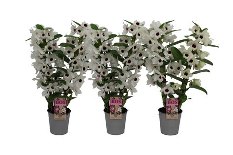 Dendrobium Nobile Classic Snow Love Plant Wholesale Floraccess