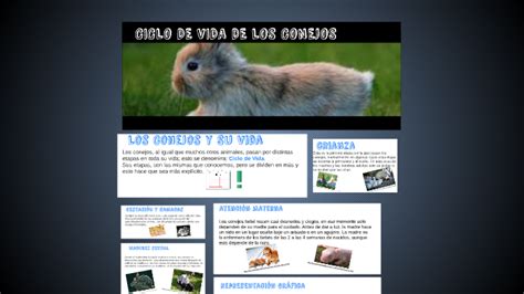 Ciclo De Vida De Los Conejos By Sofia Comas Arango On Prezi