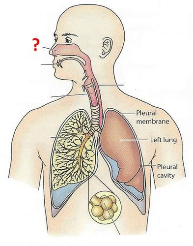 Respiratory System Flashcards Quizlet