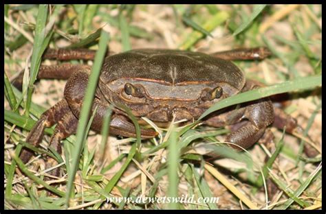 Freshwater Crabs | DeWetsWild