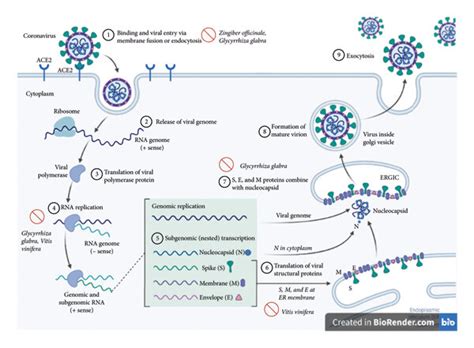 Plausible Mechanisms For Antiviral Activity Of Medicinal Plants Which