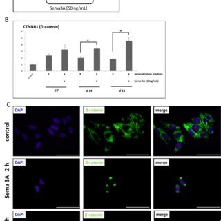 Semaphorin 3A Stimulation Of Human Primary Osteoblasts Of The Alveolar