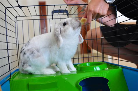 Indoor Rabbit Hutch The Rabbit Hop