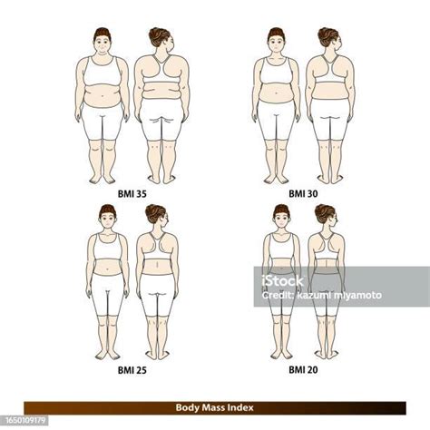 Bmi Body Mass Index Body Shape Changes In Young Women Diet Before And After Illustration Vector ...