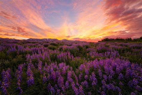 Download Purple Flower Landscape Flower Nature Lupine Hd Wallpaper