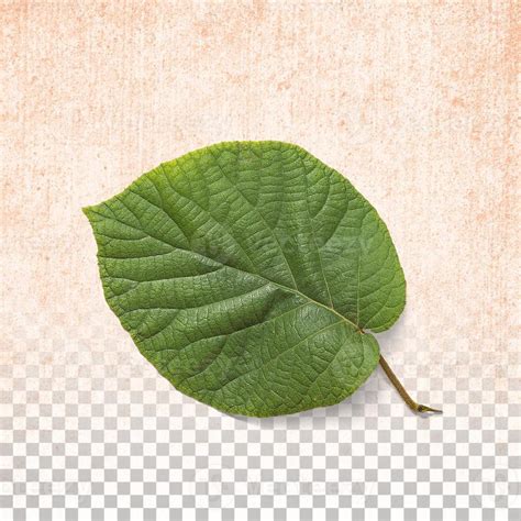 Fresh green leaf isolated on transparent background 11019068 Stock ...