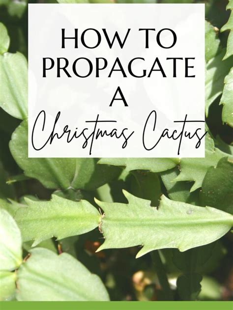 How To Care For A Christmas Cactus Houseplant Keep Your Plants Alive