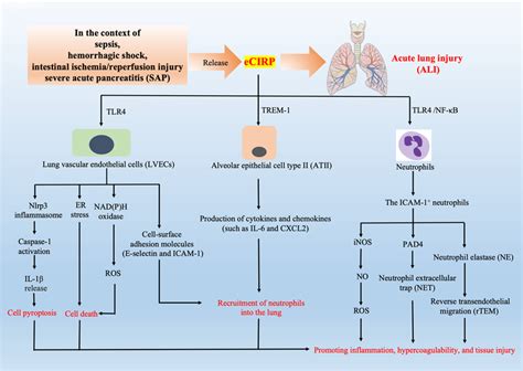 The Role Of Extracellular Coldinducible RNAbinding Protein ECIRP In