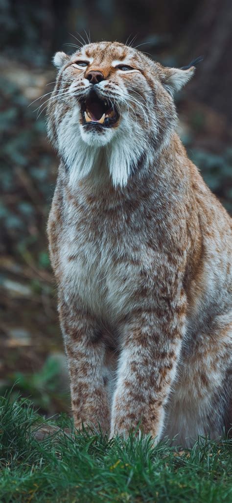 Animal Lynx, 1080x2340 Phone HD Wallpaper