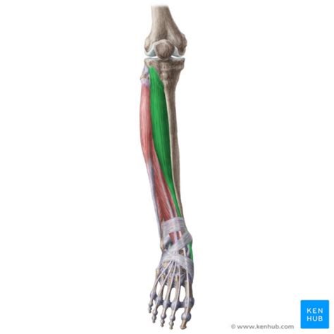 Tibialis Anterior Physiopedia