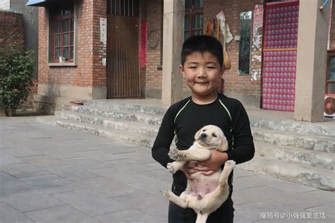 两个月的小拉拉，看上去呆萌呆萌的，有没有被萌到 搜狐大视野 搜狐新闻