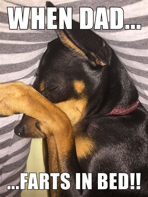 15 Hilarious Miniature Pinscher Memes Will Make Your Day Page 3 Of 5