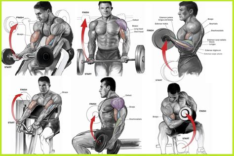 35+ Bicep Workout Arm Curls PNG - arm and back workout