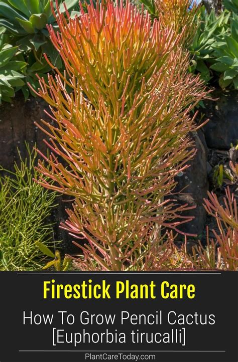 Firestick Plant Care A Guide To Growing The Pencil Cactus