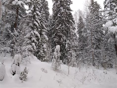 Uetliberg in Zurich, Switzerland : r/winterporn