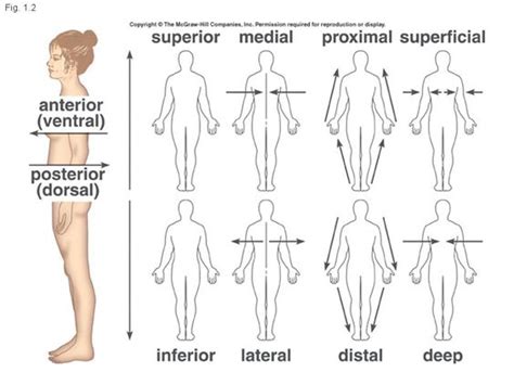 anatomical directions medial lateral | Thebody as a whole: The big unit | Anatomical Terms ...