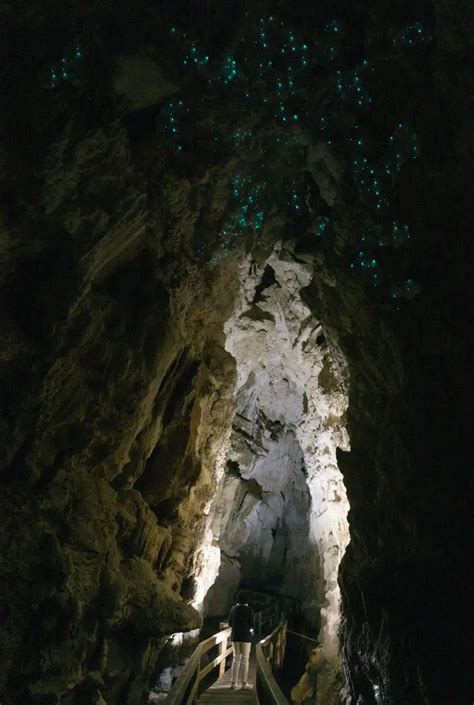 Kawiti Glowworm Caves | Twilight Tours