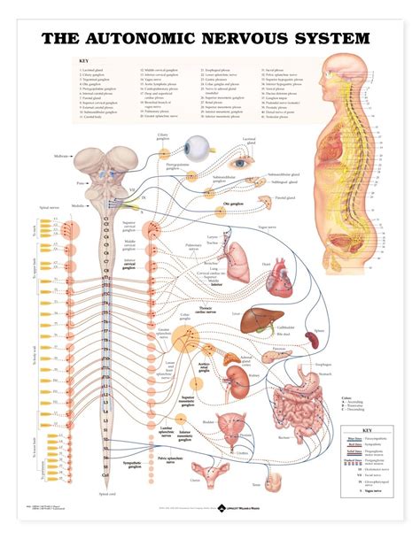 Medical Chart Female Spine Charts And Female Nervous System Charts