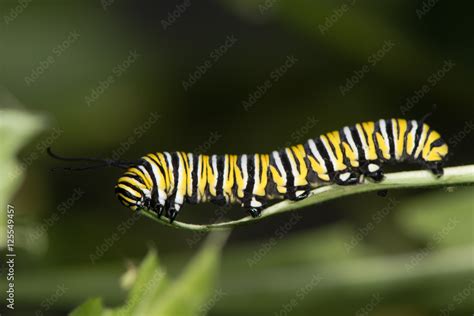 Monarch Butterfly Danaus Plexippus Caterpillar Mature Larva Fifth