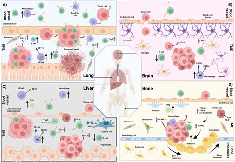 Frontiers The Effect Of Organ Specific Tumor Microenvironments On