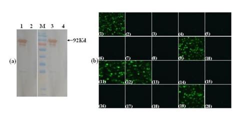 Reactivity Of Mabs With Recombinant Ns And C Cells Infected With