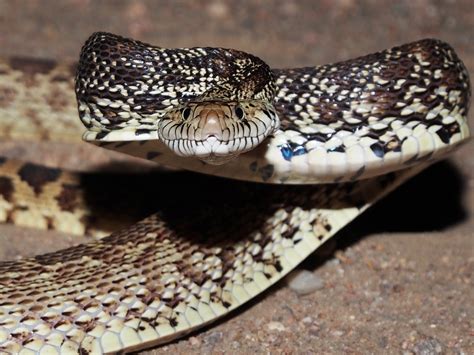 Bullsnake photos