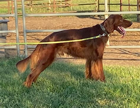 Irish Setter Puppies For Sale In Kansas