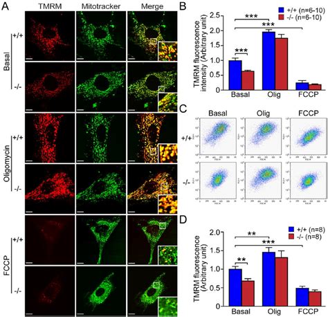 Reduced Mitochondrial Membrane Potential DY M In DJ 1 2 2 MEFs