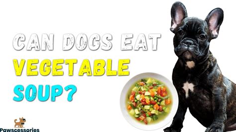 Can Dogs Eat Vegetable Soup We Asked A Vet