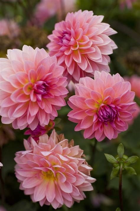 15 Gorgeous Must Plant Dahlias