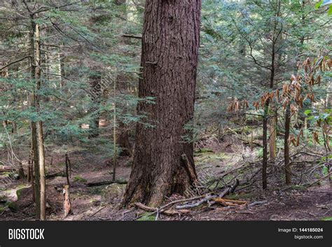 Old Growth Forest Image & Photo (Free Trial) | Bigstock