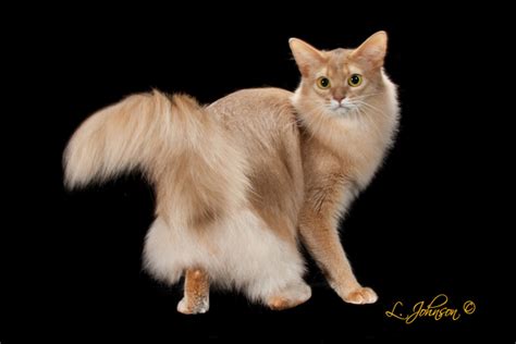 Sorrel Somali Cat