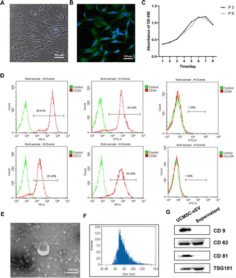 Frontiers CD73 Positive Small Extracellular Vesicles Derived From