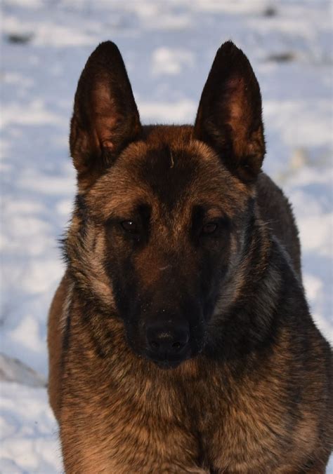 Chien Roly De La Vall E Du Grand Loup