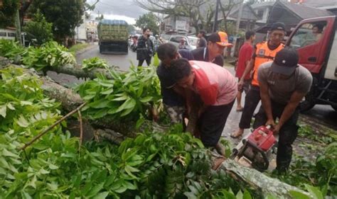 Bpbd Tana Toraja Evakuasi Pohon Tumbang Di Jalan Trans Sulawesi Poros