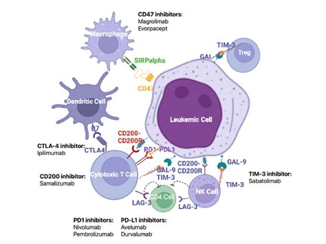 Major Mechanisms Of The Maintenance Of Immune Tolerance And Potential