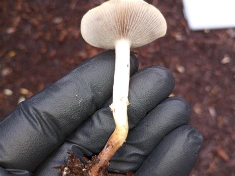Mycologists Explain Why Pooping Mushrooms Appear After Heavy Rain - RYZE Superfoods